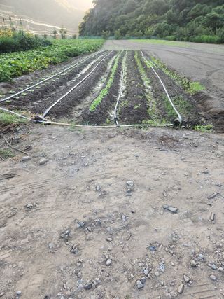 농군님의 배추 · 영농일지 작성글 사진