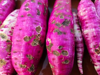 조정숙(1955)님의 고구마 · 병해충상담 작성글 사진