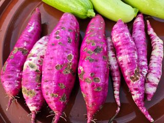 조정숙(1955)님의 고구마 · 병해충상담 작성글 사진