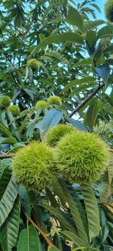 팜모닝 기타작물·영농일지 게시글 이미지