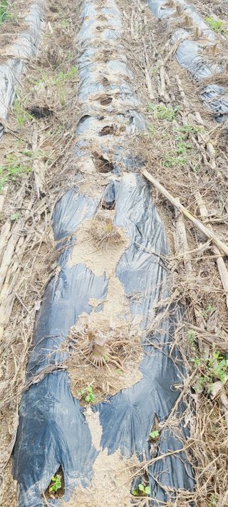 이승명님의 배추 · 영농일지 작성글 사진