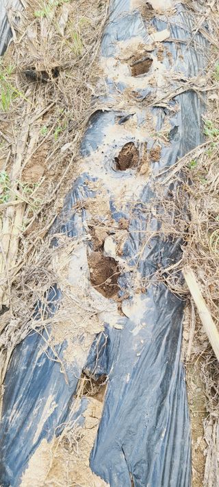 이승명님의 배추 · 영농일지 작성글 사진