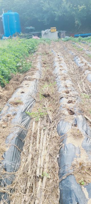 이승명님의 배추 · 영농일지 작성글 사진