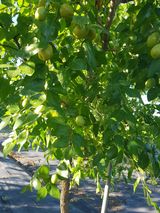 팜모닝 기타작물·영농일지 게시글 이미지