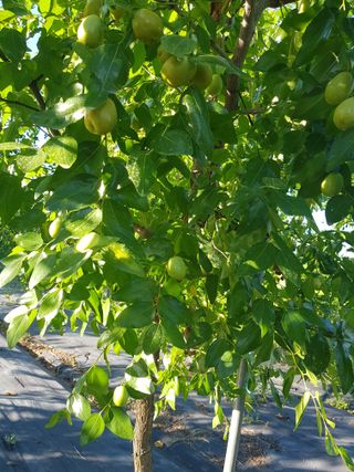 초보농사님의 기타작물 · 영농일지 작성글 사진