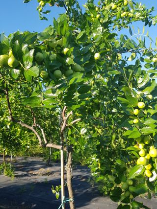 초보농사님의 기타작물 · 영농일지 작성글 사진