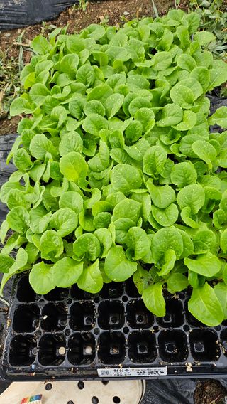 김제일주농장님의 상추 · 영농일지 작성글 사진