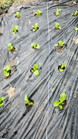 김제일주농장님의 상추 · 영농일지 작성글 사진