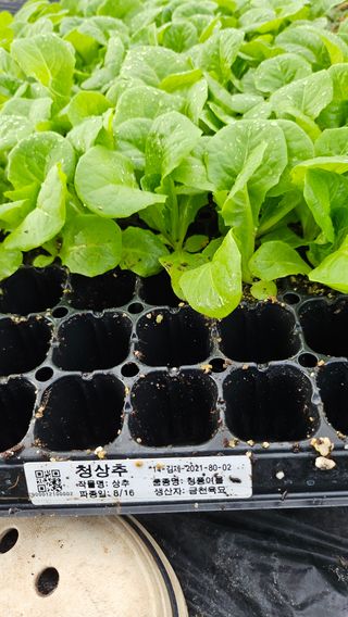 김제일주농장님의 상추 · 영농일지 작성글 사진