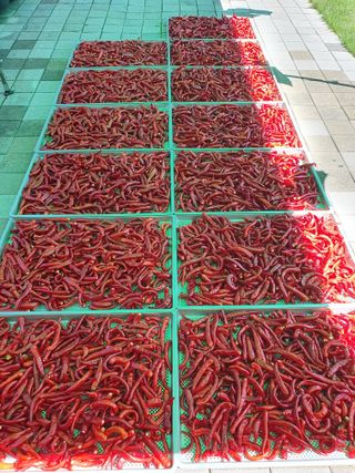 남기탁 님의 고추 · 영농일지 작성글 사진