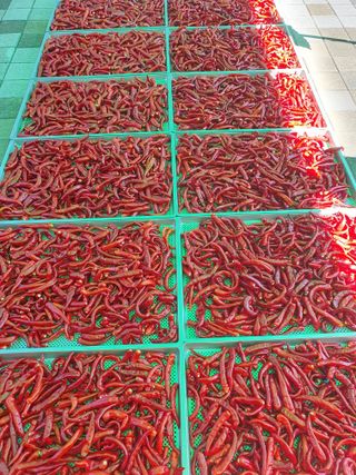 남기탁 님의 고추 · 영농일지 작성글 사진