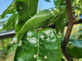 신정식 님의 기타작물 · 병해충상담 작성글 사진
