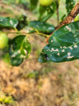 신정식 님의 기타작물 · 병해충상담 작성글 사진