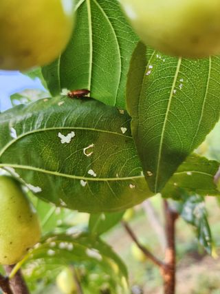 신정식 님의 기타작물 · 병해충상담 작성글 사진