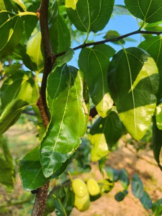 신정식 님의 기타작물 · 병해충상담 작성글 사진