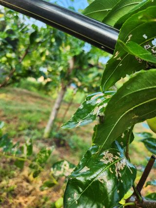 신정식 님의 기타작물 · 병해충상담 작성글 사진