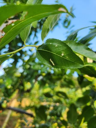 신정식 님의 기타작물 · 병해충상담 작성글 사진