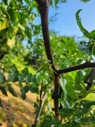 신정식 님의 기타작물 · 병해충상담 작성글 사진