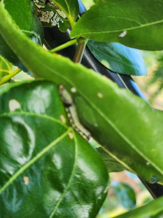 신정식 님의 기타작물 · 병해충상담 작성글 사진