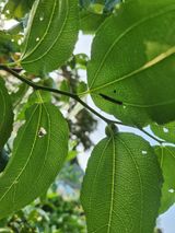 팜모닝 기타작물·병해충상담 게시글 이미지