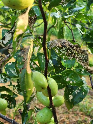 신정식 님의 기타작물 · 병해충상담 작성글 사진