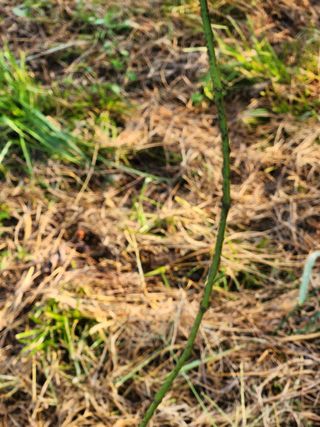 신정식 님의 기타작물 · 병해충상담 작성글 사진