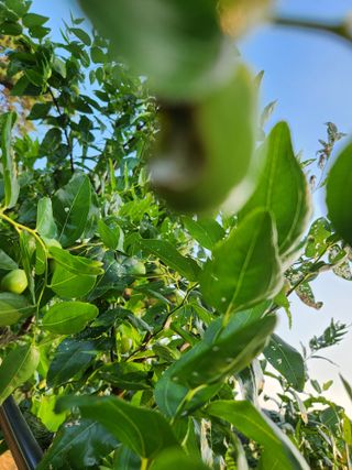 신정식 님의 기타작물 · 병해충상담 작성글 사진