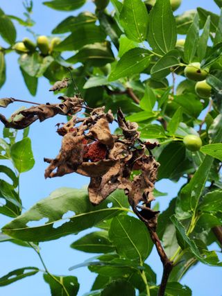 신정식 님의 기타작물 · 병해충상담 작성글 사진