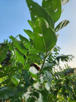 신정식 님의 기타작물 · 병해충상담 작성글 사진