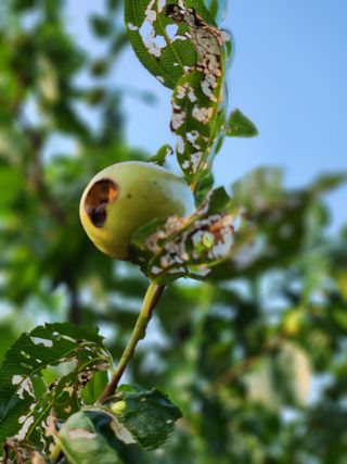 신정식 님의 기타작물 · 병해충상담 작성글 사진