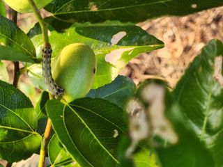 신정식 님의 기타작물 · 병해충상담 작성글 사진