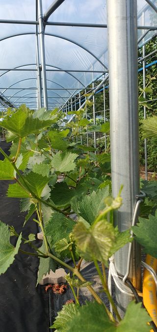 김경옥님의 포도 · 영농일지 작성글 사진