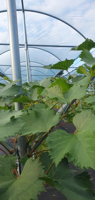 김경옥님의 포도 · 영농일지 작성글 사진