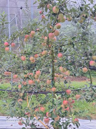 산꼭대기사과밭님의 사과 · 영농일지 작성글 사진