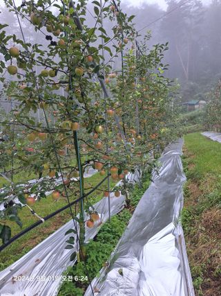 산꼭대기사과밭님의 사과 · 영농일지 작성글 사진