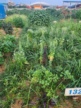 안산제일농약사님의 상추 · 영농일지 작성글 사진