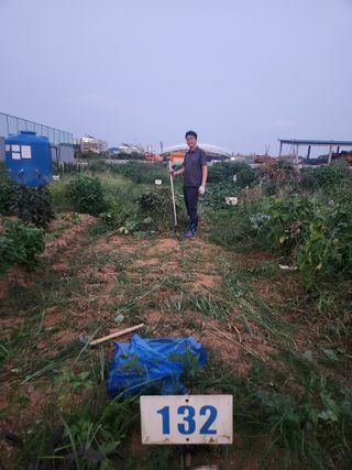 안산제일농약사님의 상추 · 영농일지 작성글 사진