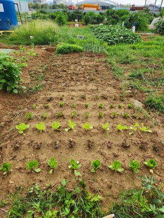 안산제일농약사님의 상추 · 영농일지 작성글 사진