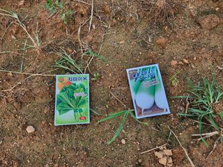 안산제일농약사님의 상추 · 영농일지 작성글 사진