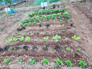 안산제일농약사님의 상추 · 영농일지 작성글 사진