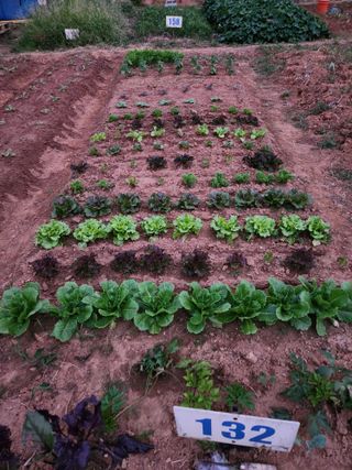 안산제일농약사님의 상추 · 영농일지 작성글 사진