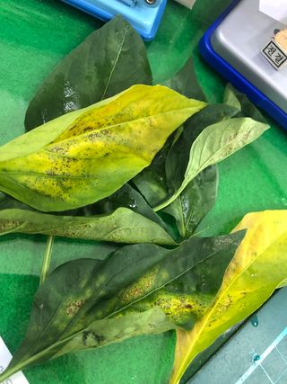 긍정맨님의 고추 · 병해충상담 작성글 사진