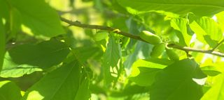 백동감님의 기타작물 · 영농일지 작성글 사진