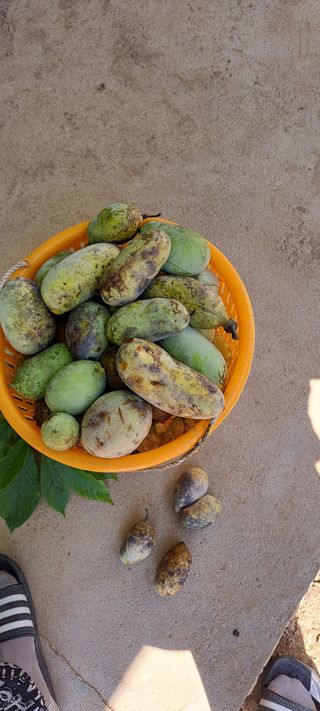 백동감님의 기타작물 · 영농일지 작성글 사진
