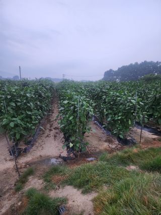 김학용님의 기타작물 · 영농일지 작성글 사진