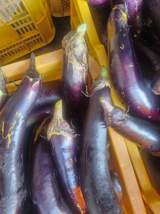 김학용님의 기타작물 · 영농일지 작성글 사진