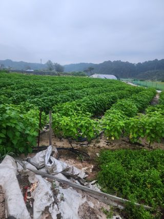 김학용님의 기타작물 · 영농일지 작성글 사진