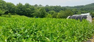 류상후님의 참깨 · 영농일지 작성글 사진