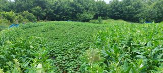 류상후님의 참깨 · 영농일지 작성글 사진