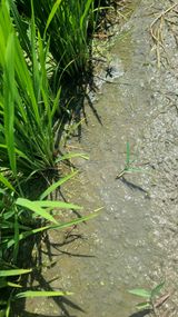 팜모닝 벼·영농일지 게시글 이미지